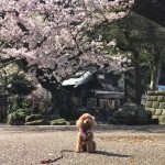 鎌倉　光明寺の桜