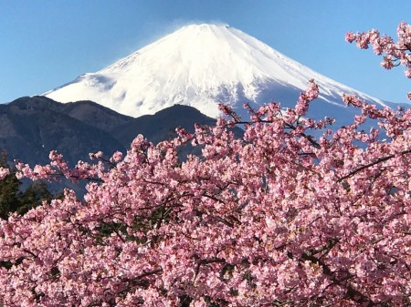 まつだ桜まつりで河津桜と富士山