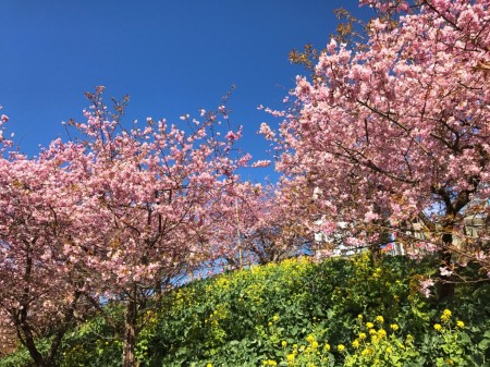 まつだ桜まつりで河津桜と菜の花
