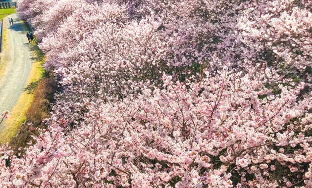 一の堰ハラネ春めき桜