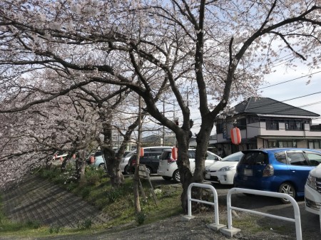 龍巌淵の富士山と桜