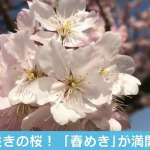 AbemaNews 春めき桜