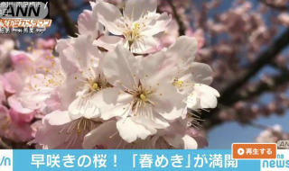AbemaNews 春めき桜