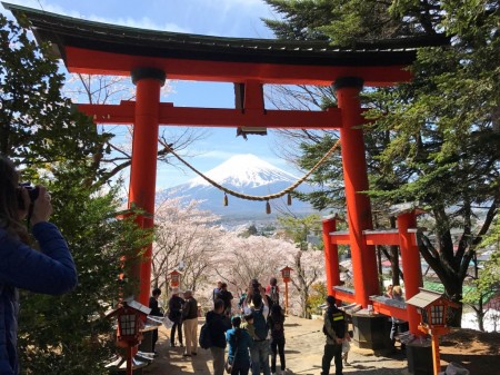 新倉山浅間公園の桜と富士山と鳥居