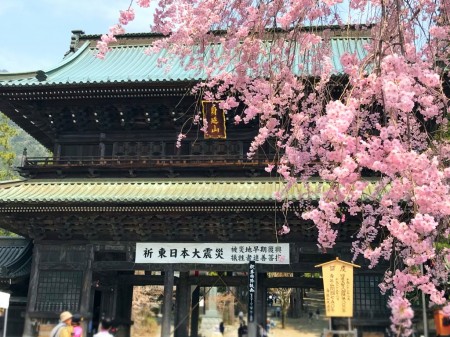 身延山久遠寺の桜と三門