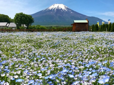 山中湖花の都公園の富士山とネモフィラ