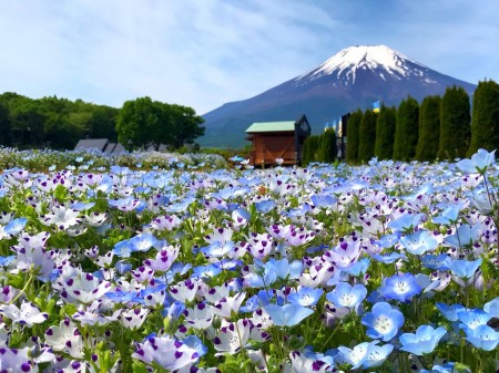 山中湖花の都公園の富士山とネモフィラ