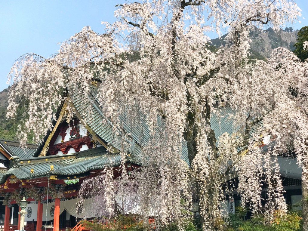 身延山久遠寺の桜 フォロワーが１２万人増えるiphone写真 動画