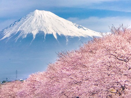龍厳淵の桜と富士山