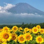 花の都公園のひまわりと富士山2018
