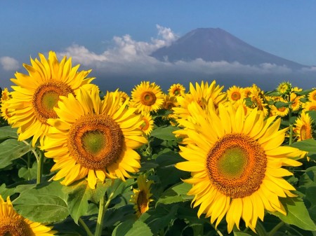 花の都公園のひまわりと富士山2018