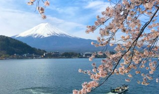 産ヶ屋崎の桜と富士山