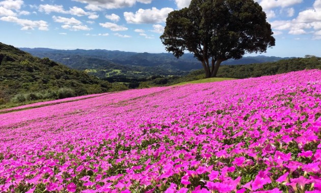 マザー牧場のペチュニア