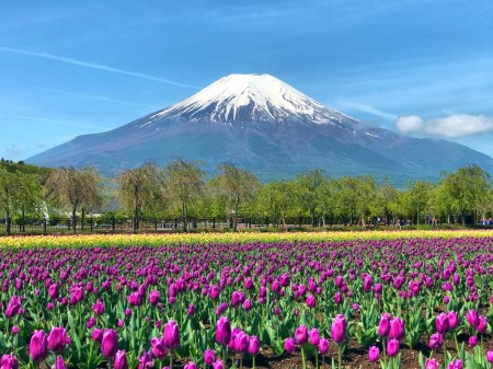 山中湖花の都公園の富士山とチューリップ