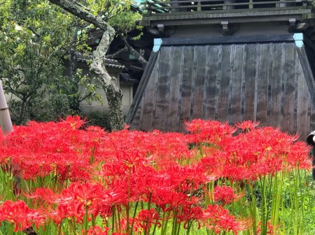 英勝寺の彼岸花のスマホ撮影ポイント フォロワーが１２万人増えるiphone写真 動画