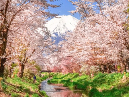 忍野八海の桜と富士山