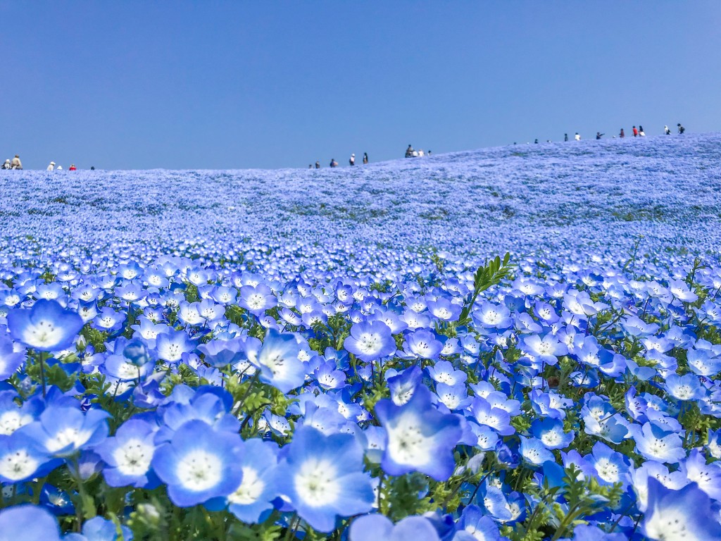 ひたち海浜公園のネモフィラ フォロワーが１２万人増えるiphone写真 動画
