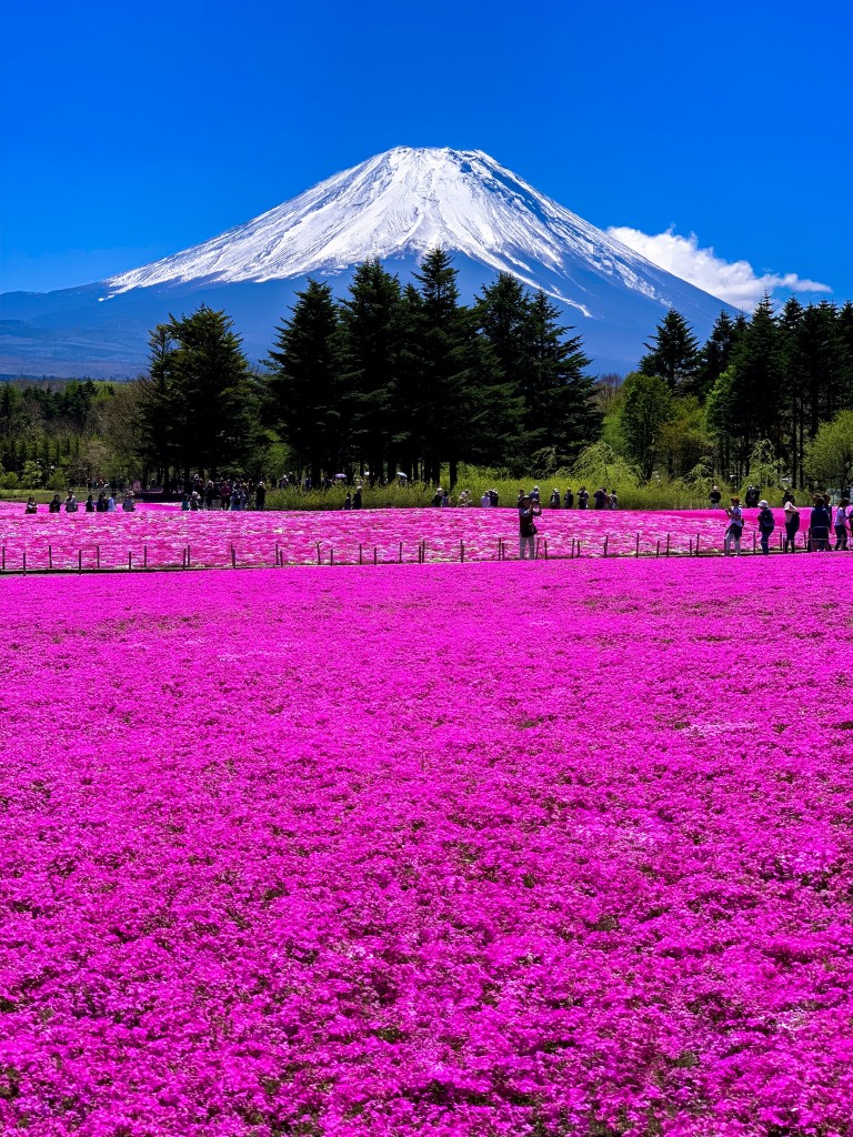富士芝桜まつり フォロワーが１２万人増えるiphone写真 動画