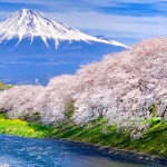 龍厳淵の桜と富士山2019