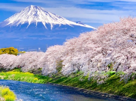 龍厳淵の桜と富士山2019