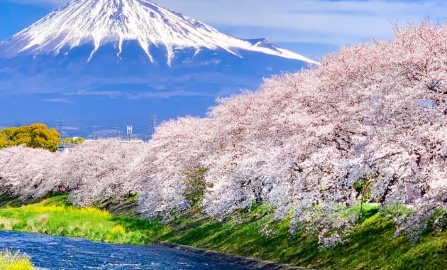 龍厳淵の桜と富士山2019