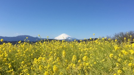 二宮、吾妻山公園の菜の花と富士山