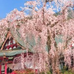 身延山久遠寺の樹齢４００年のしだれ桜