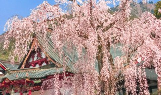 身延山久遠寺の樹齢４００年のしだれ桜