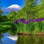 ドジョウ池の菖蒲と富士山