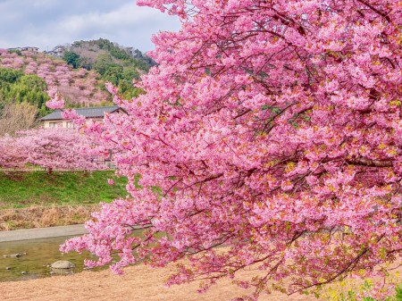 曇りの日の桜の撮影