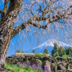 常境寺のしだれ桜と富士山