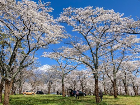 大石寺で富士山と桜