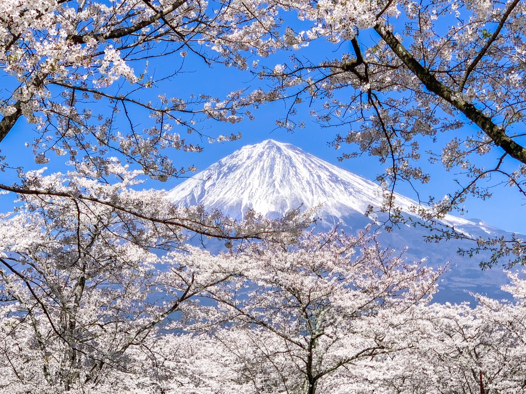 大石寺で桜と富士山 フォロワーが１２万人増えるiphone写真 動画