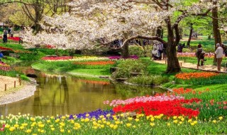 国営昭和記念公園の桜とチューリップ