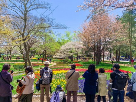 国営昭和記念公園の桜とチューリップ