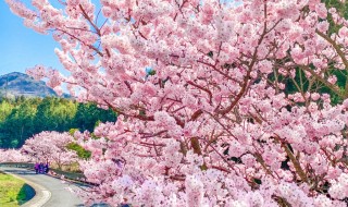 秦野の春めき桜