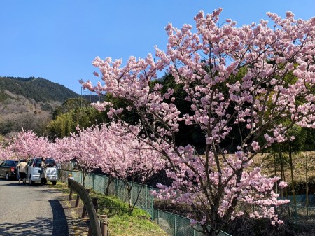 秦野の春めき桜