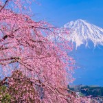 妙泉寺のしだれ桜と富士山