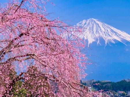 妙泉寺のしだれ桜と富士山