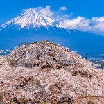先照寺の富士山としだれ桜