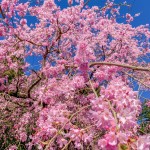大雄山最乗寺のしだれ桜