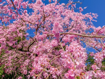 大雄山最乗寺のしだれ桜