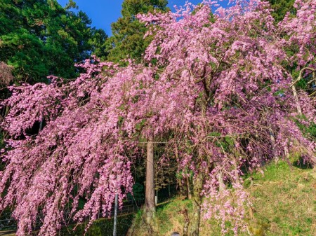 大雄山最乗寺のしだれ桜