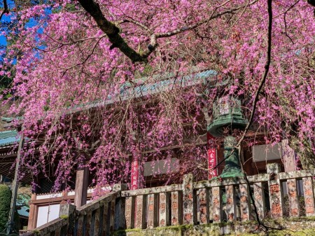 大雄山最乗寺のしだれ桜