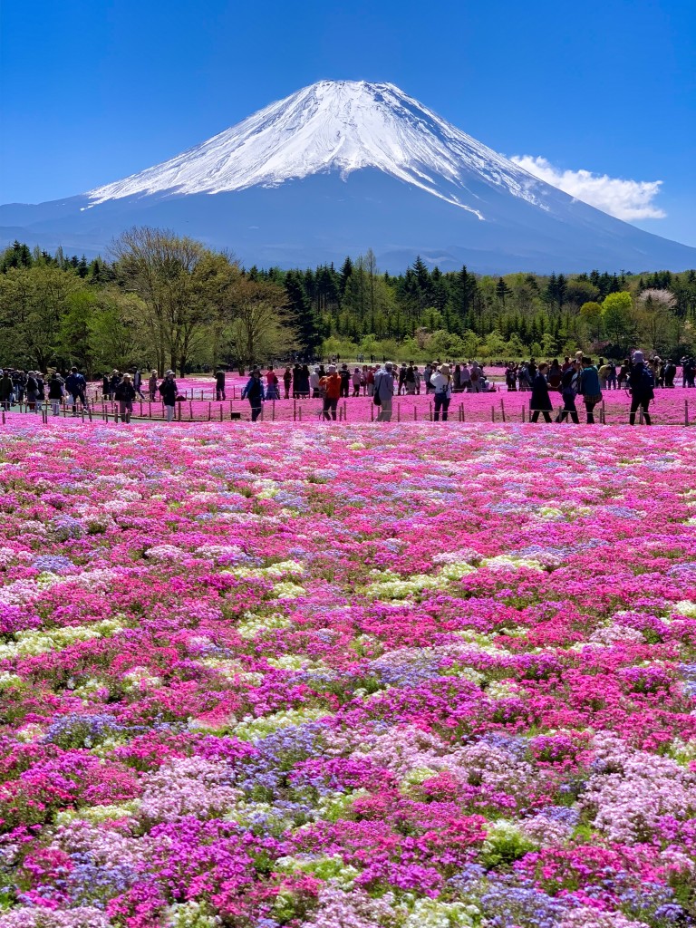 富士芝桜まつり フォロワーが１２万人増えるiphone写真 動画