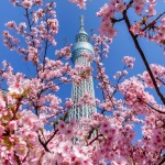 河津桜と東京スカイツリー