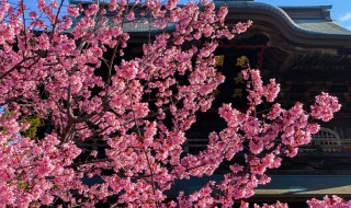建長寺のおかめ桜