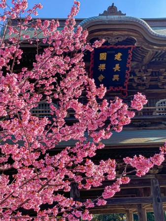 建長寺のおかめ桜